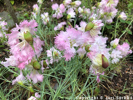 Dianthus 'Pispalan Neito', palleroneilikka